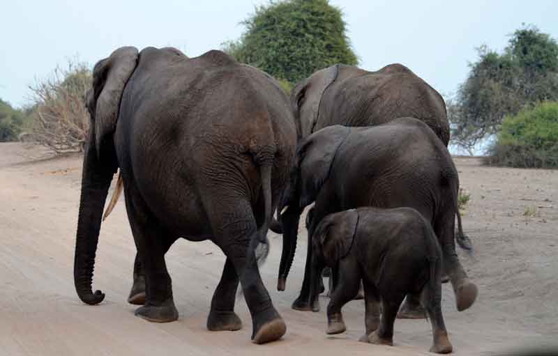 44 - Botswana - elefantes - parque nacional de Chobe
